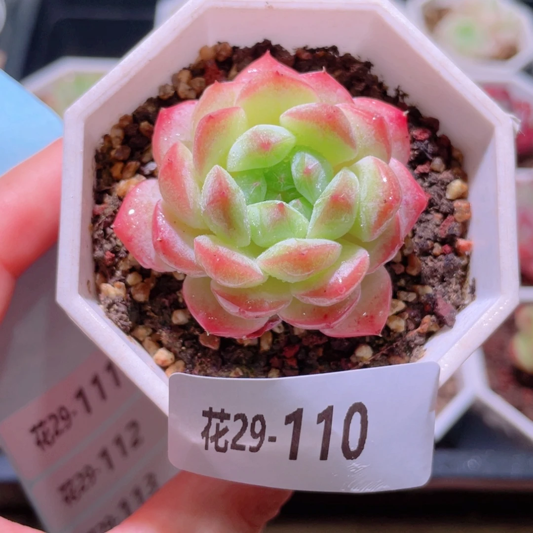 花利美29-110精选糖心