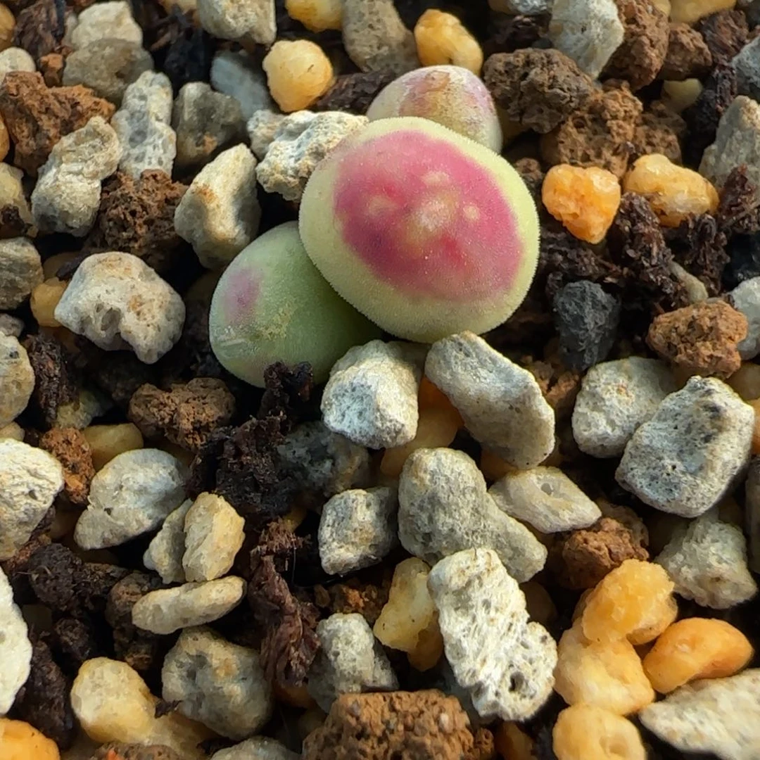 大****女口迪杂少将多肉植物一颗