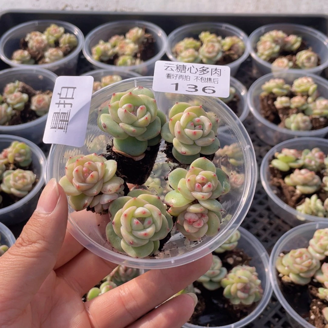 云糖心多肉植物136