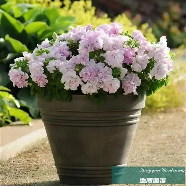 矮牵牛花带花苞客厅四季花卉多年生盆栽原盆原土窗台庭院养眼
