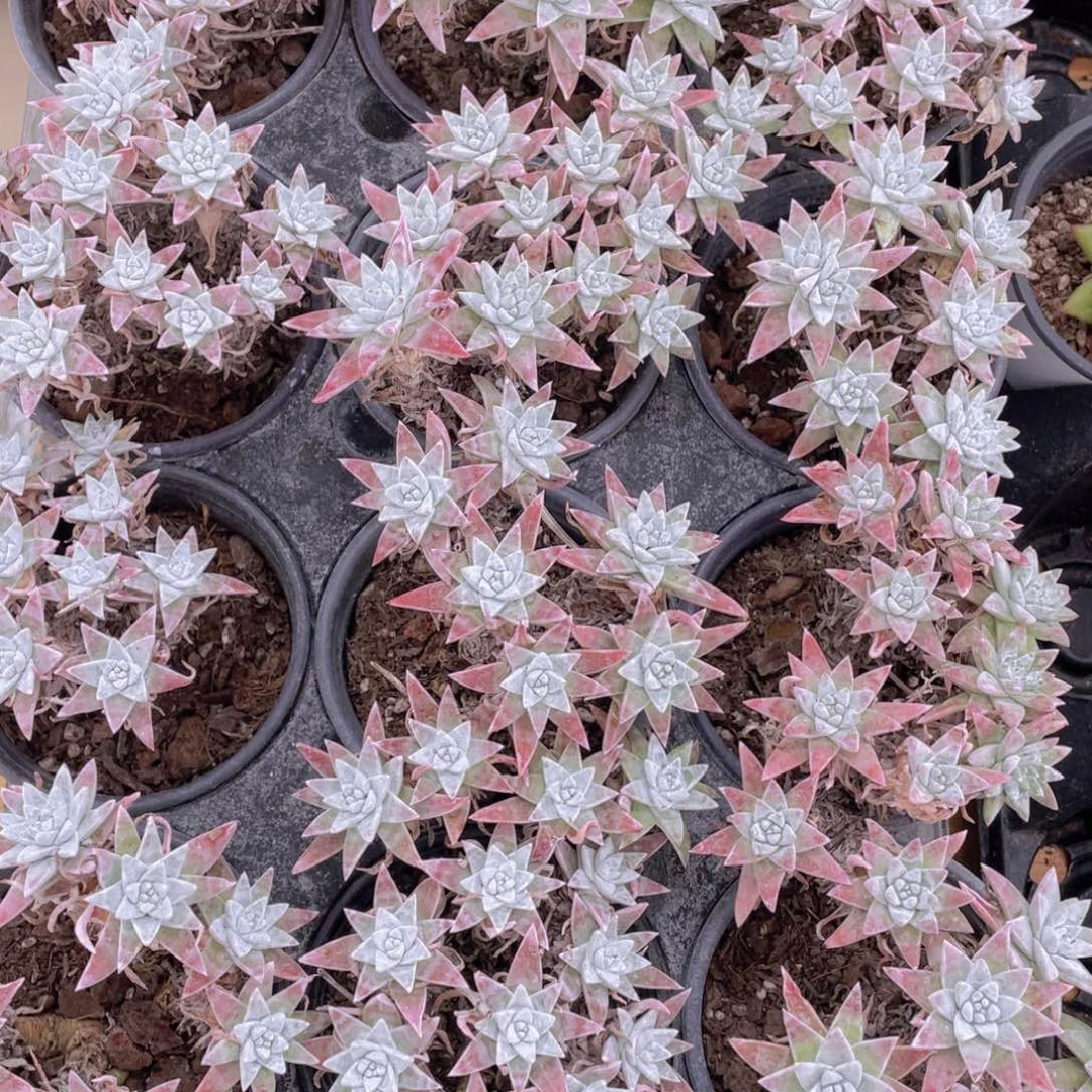 625号 韩版白菊老桩大群生一个