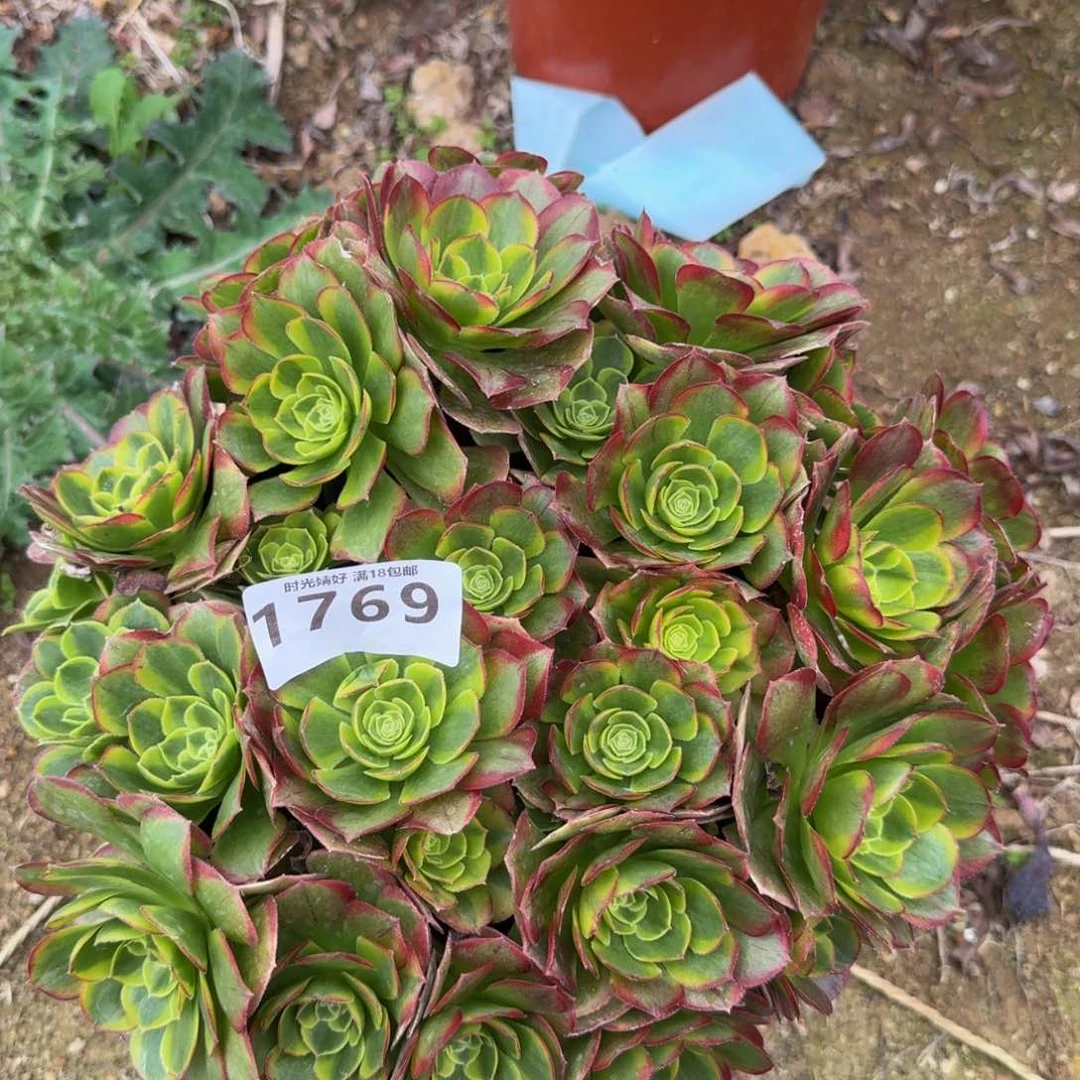 1769奶白。多肉植物
