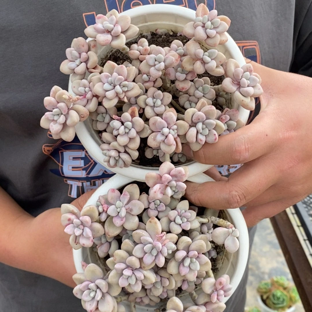 艾伦整桩整群两盆