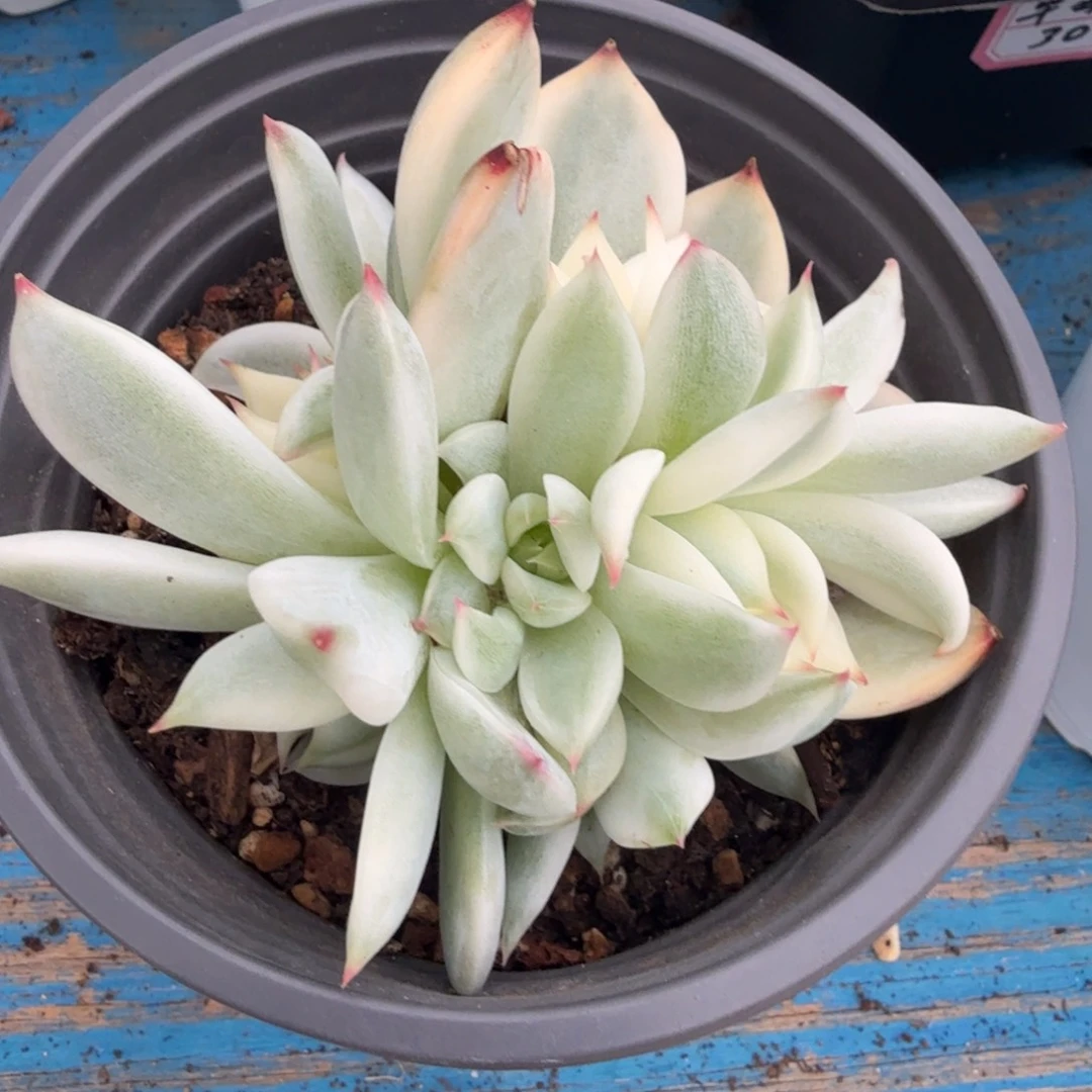 吉娃娃锦一颗群一颗