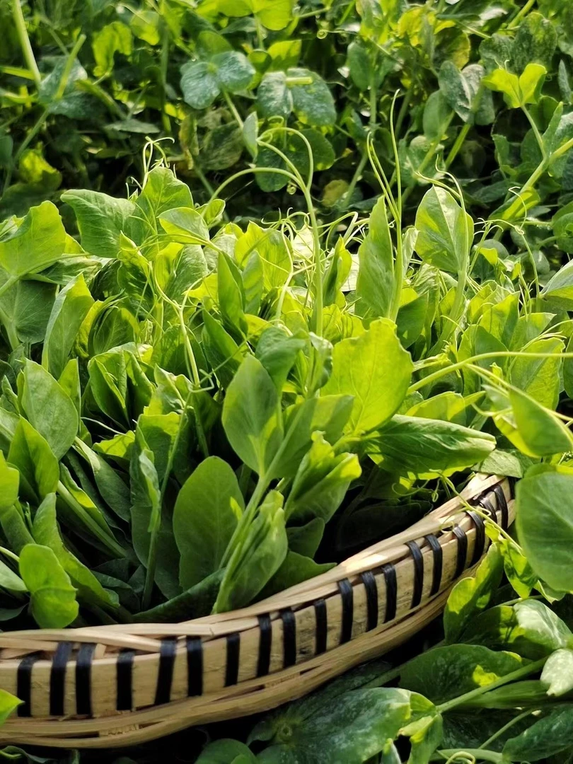 贵州(乡村现收)农副产品新鲜瓜果蔬菜