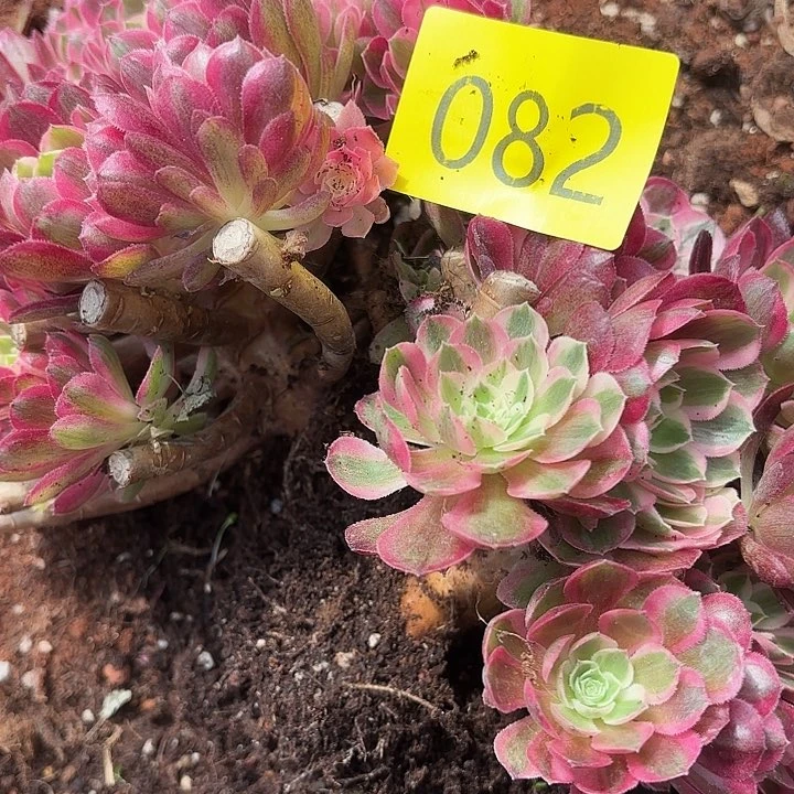 农**肥多肉植物福利来082