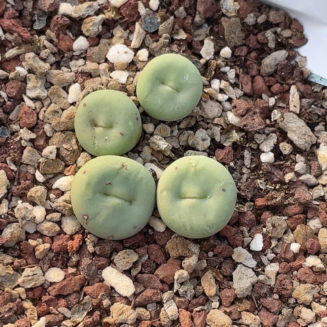 品****28-107肉锥多肉植物