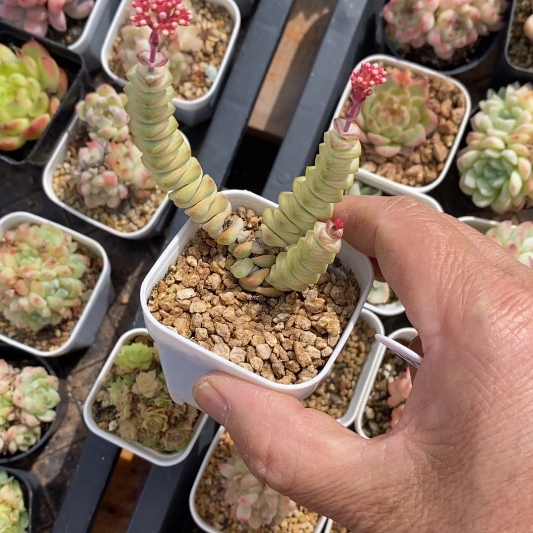 精品多肉一物一拍不包整344