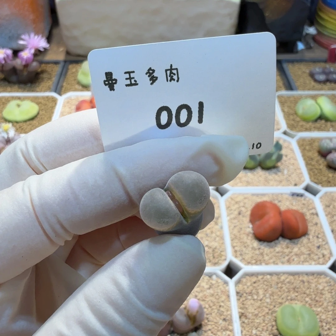 粥***多肉多肉多肉10.10-001 B23