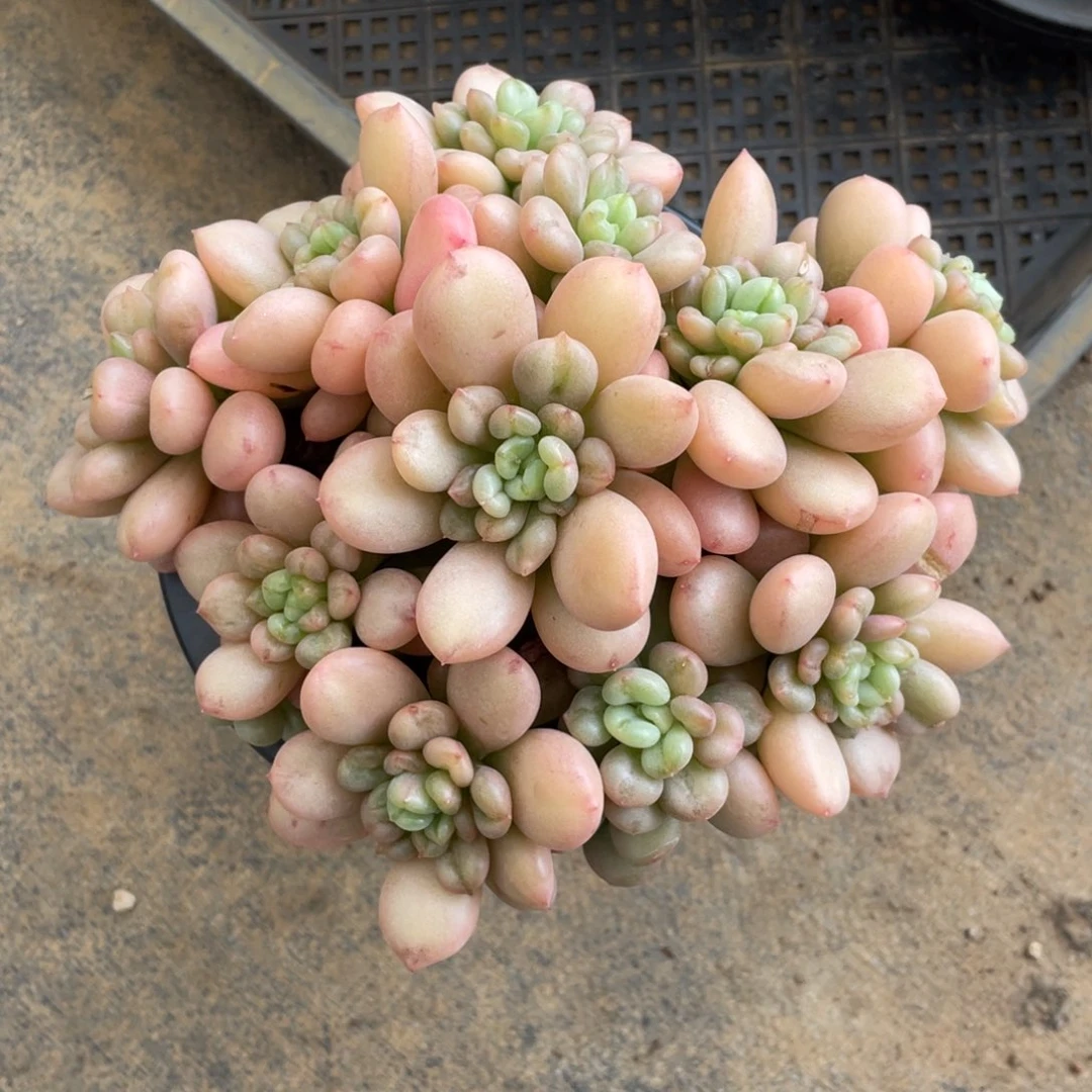 比尔盖茨冠幅19 公分一物一拍