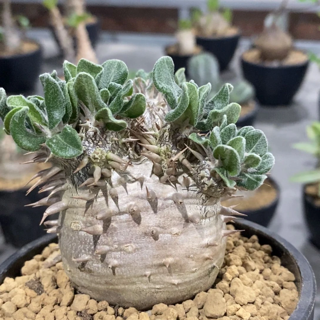 惠比大黑 被窝探险家专拍