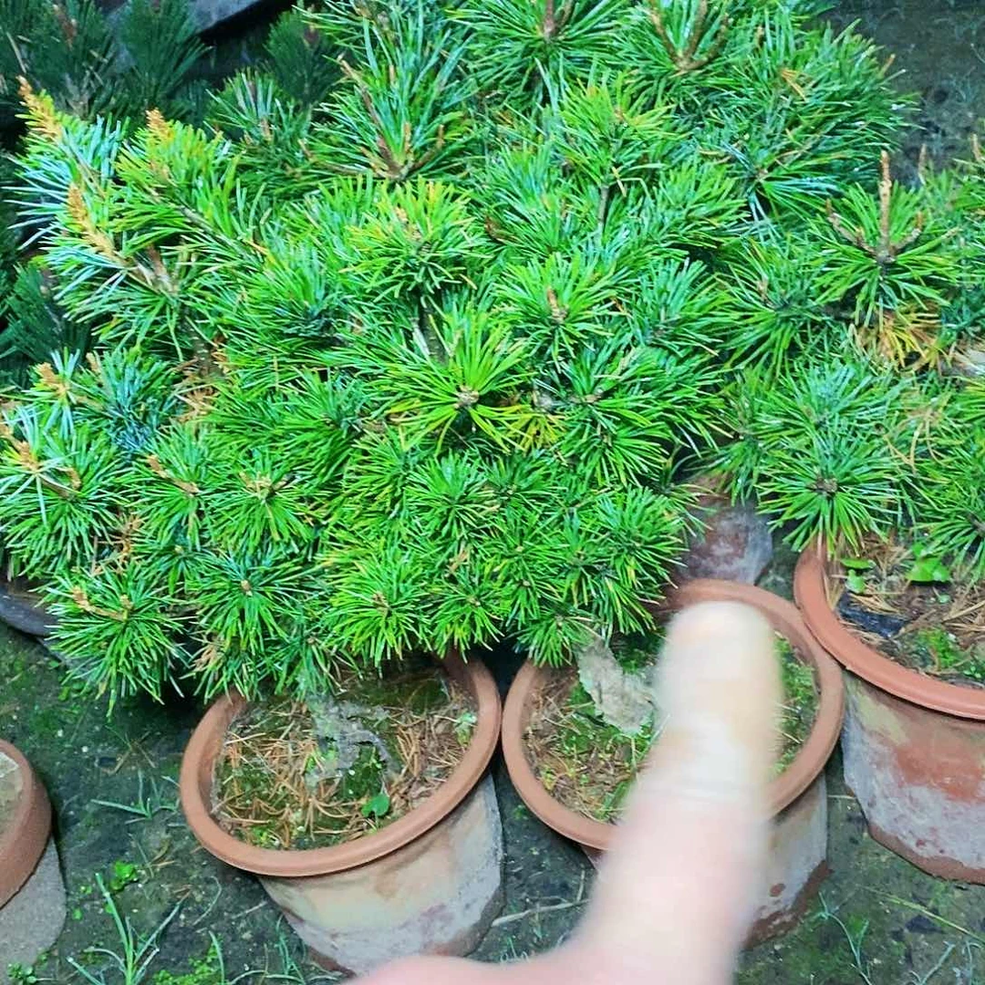 【闪购商品】无花朵