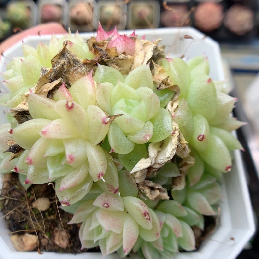 R148 ，20包邮两天凑单