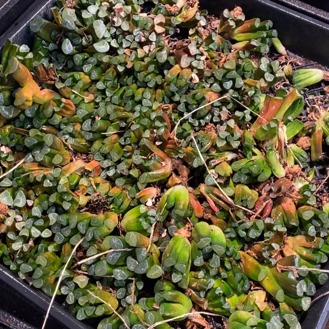 2327 一颗实生小万象 双旦整点福利