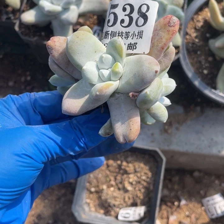 538号拇指多肉植物
