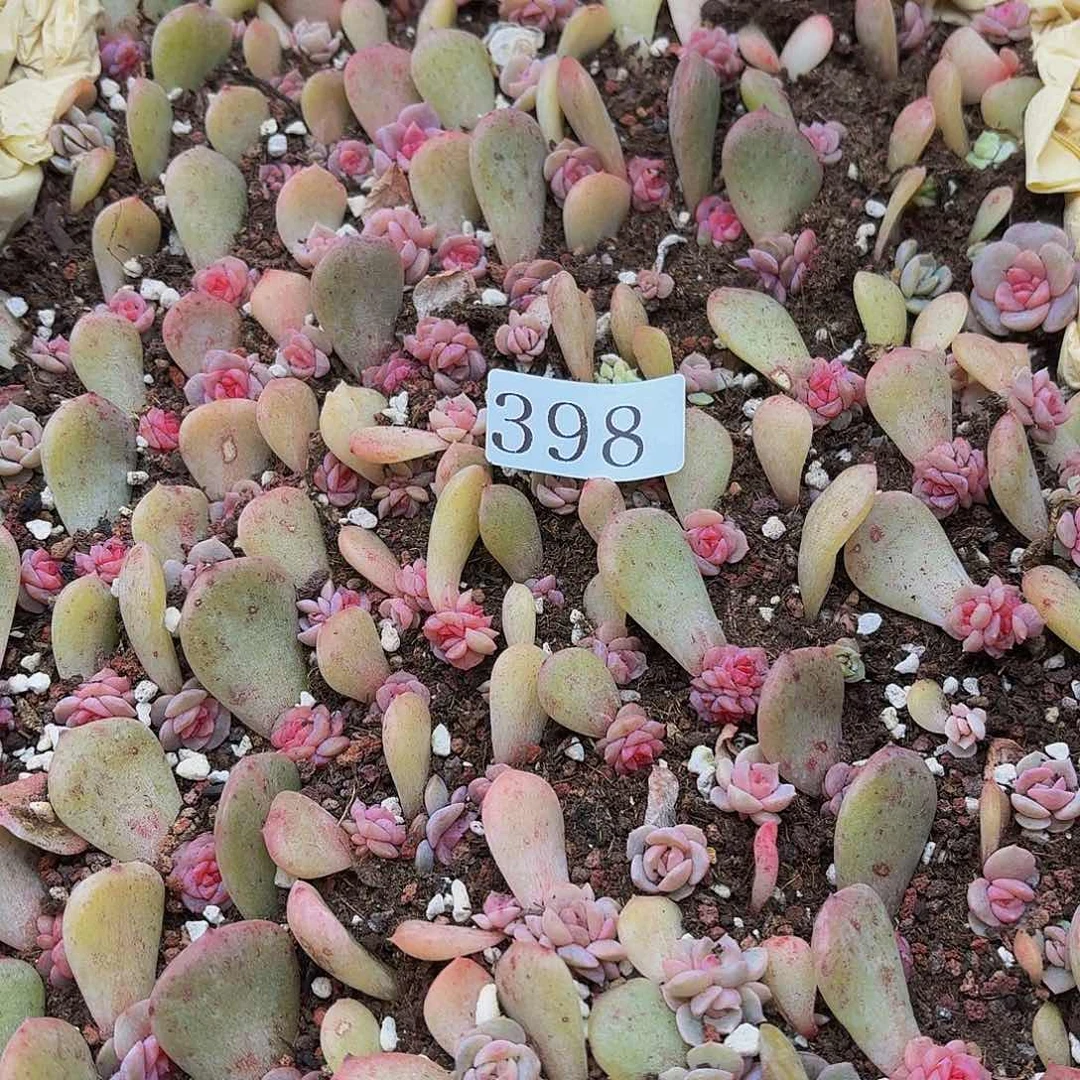 粉****?多肉植物多肉植物398