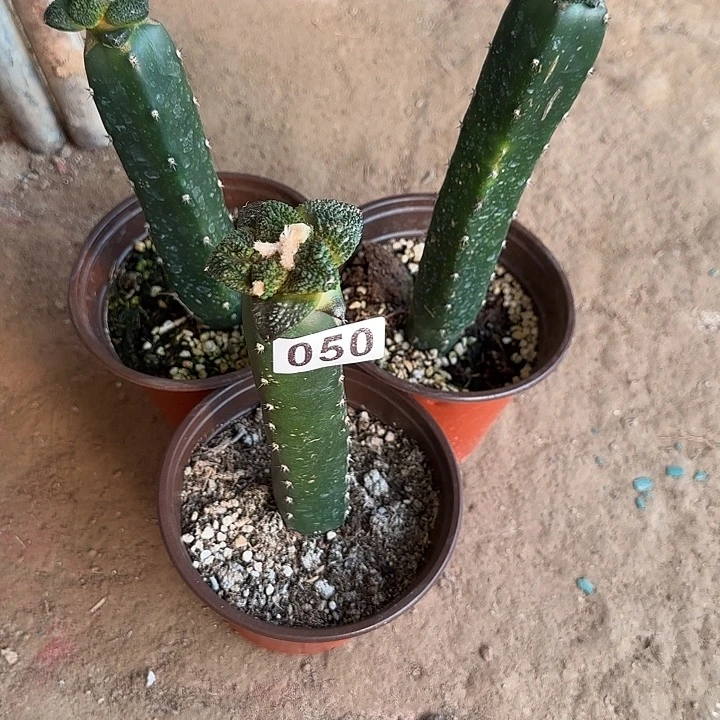 乐***宝无花朵哥斯拉三颗050