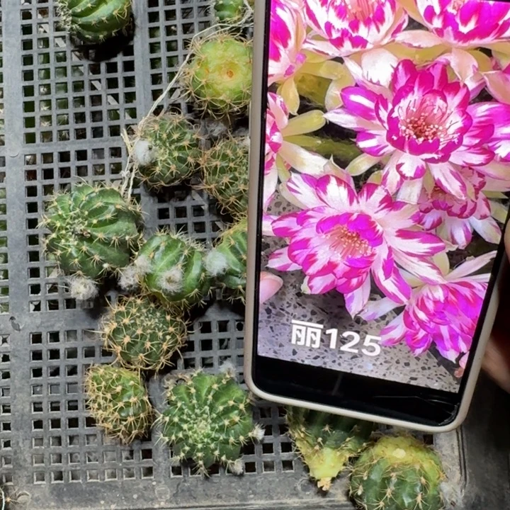 251丽花125歪3公分左右无根侧牙，20包邮