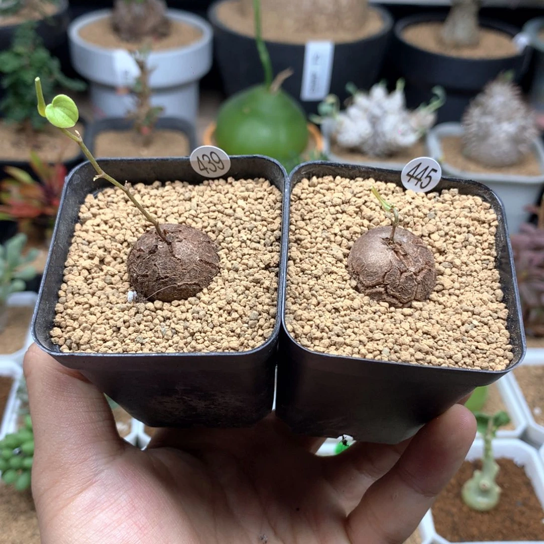 南非龟甲龙带盆发货多肉439445