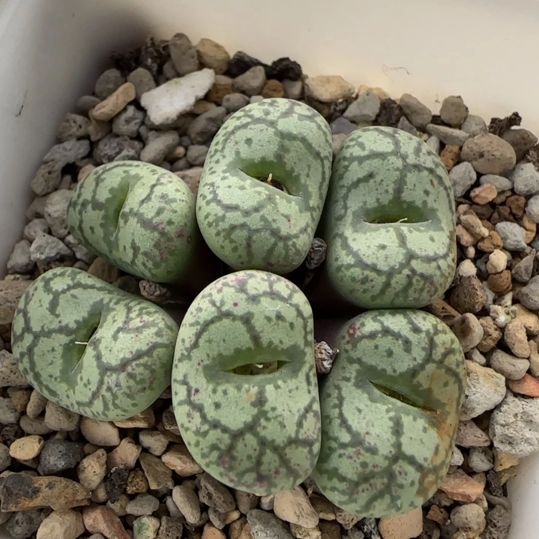 12-12-5-3双十二8折福利猴脸脱土