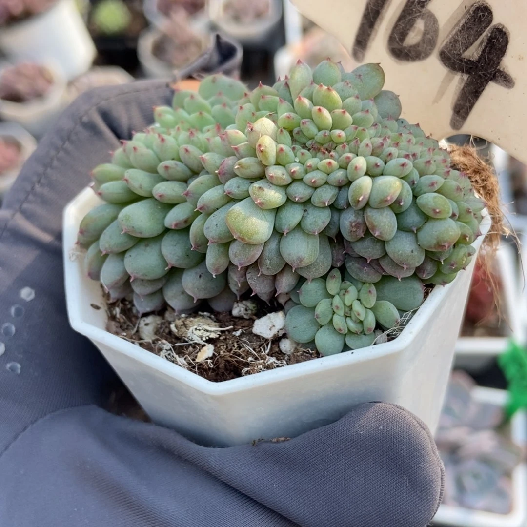 964白胖子缀多肉植物