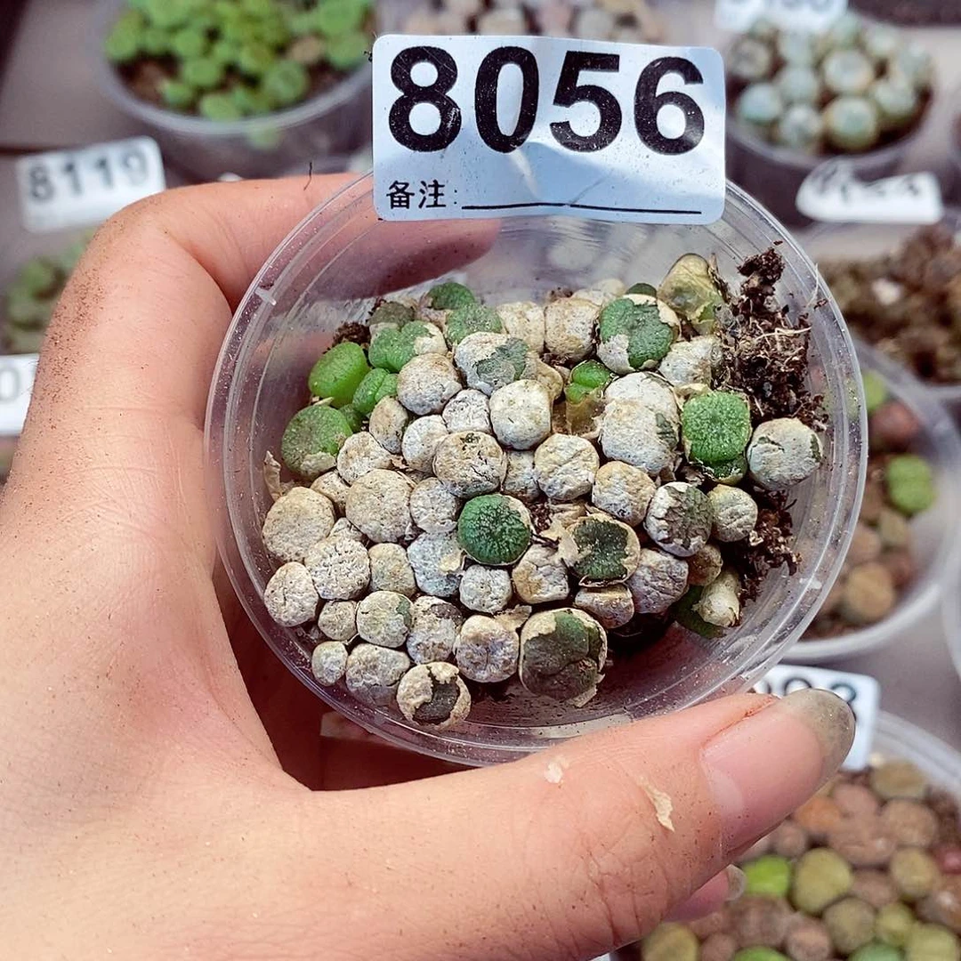 8056蜜枣铜壶龙卡咯哟