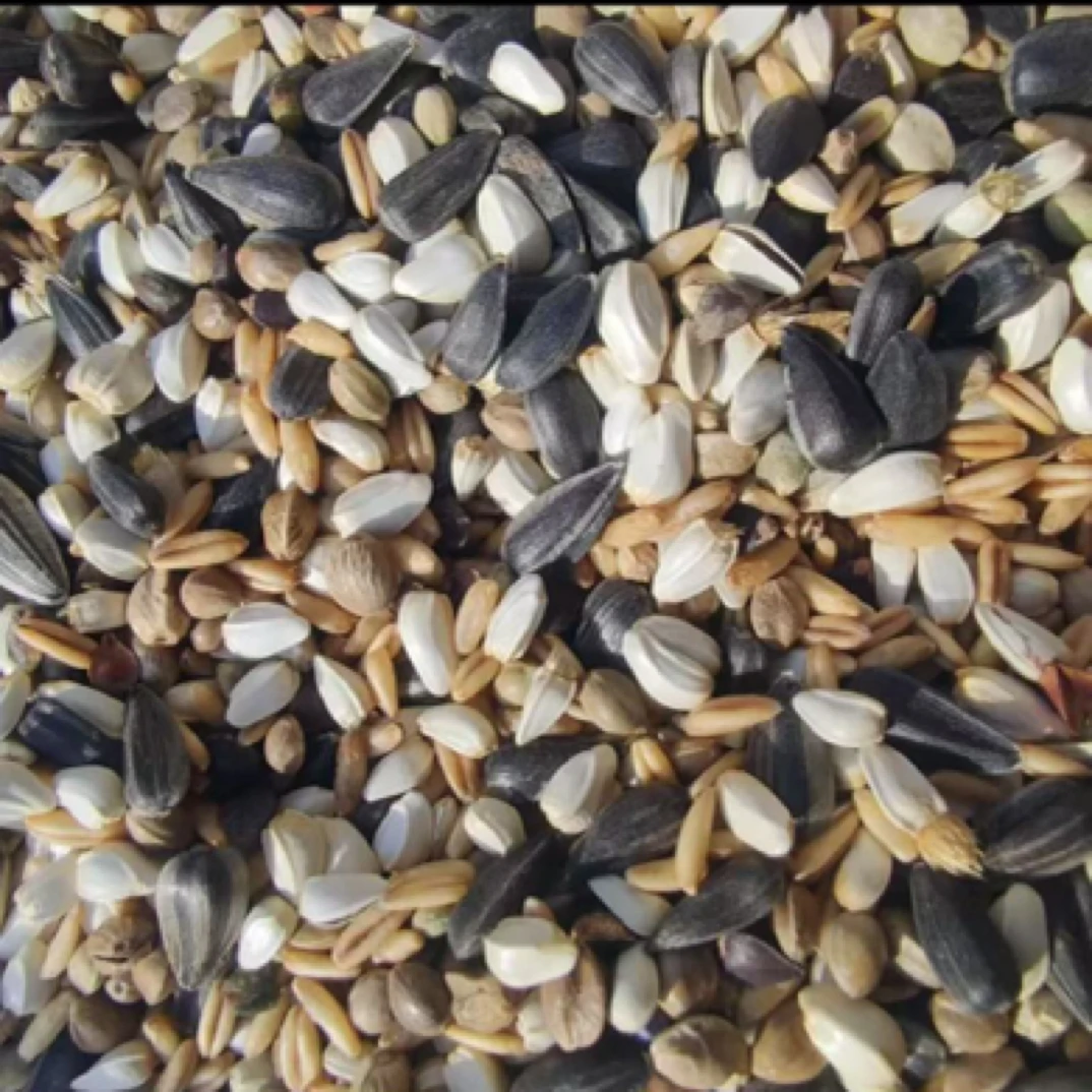 小太阳和尚鹦鹉专用粮