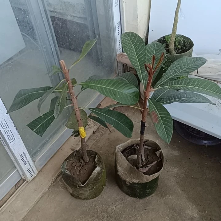 2棵妈咪果一物一拍原盆原土发货