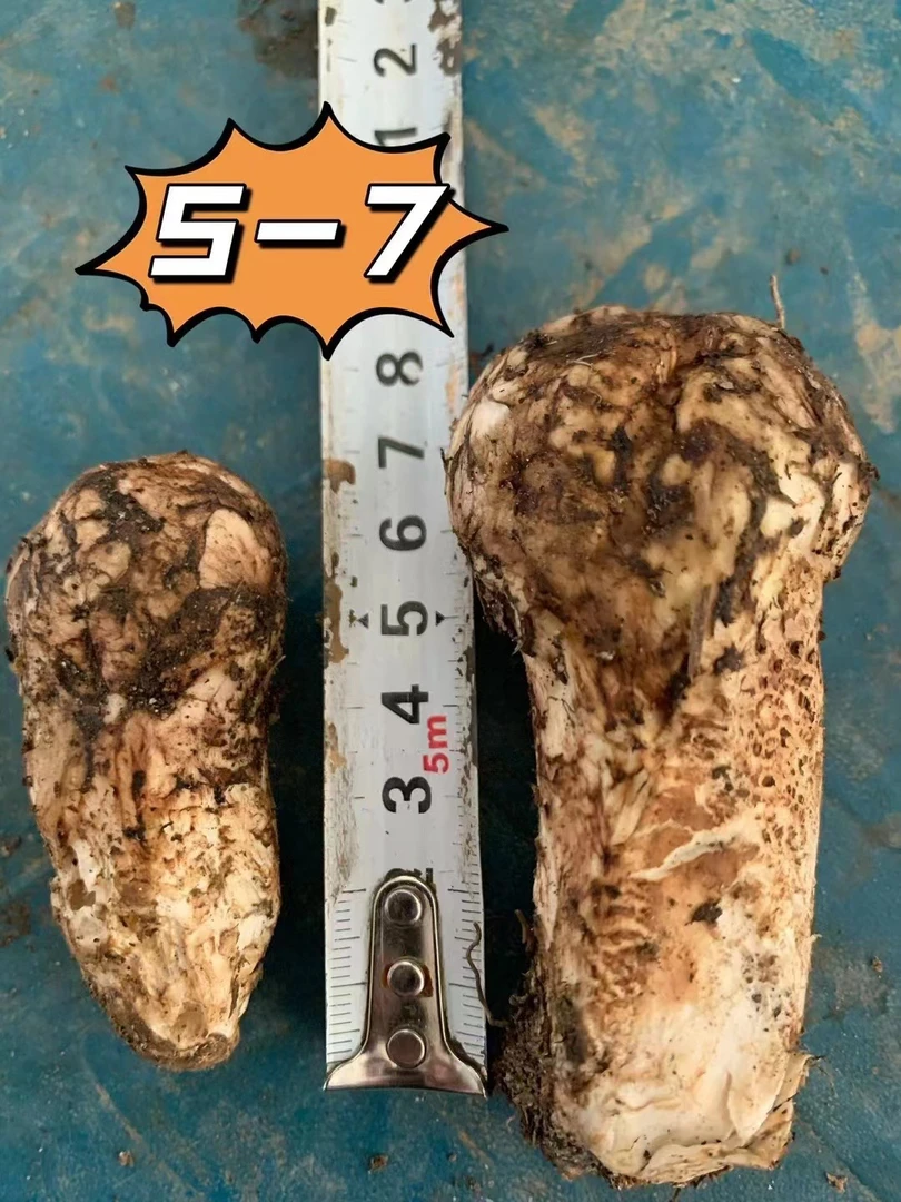 5—7香格里拉一手货源