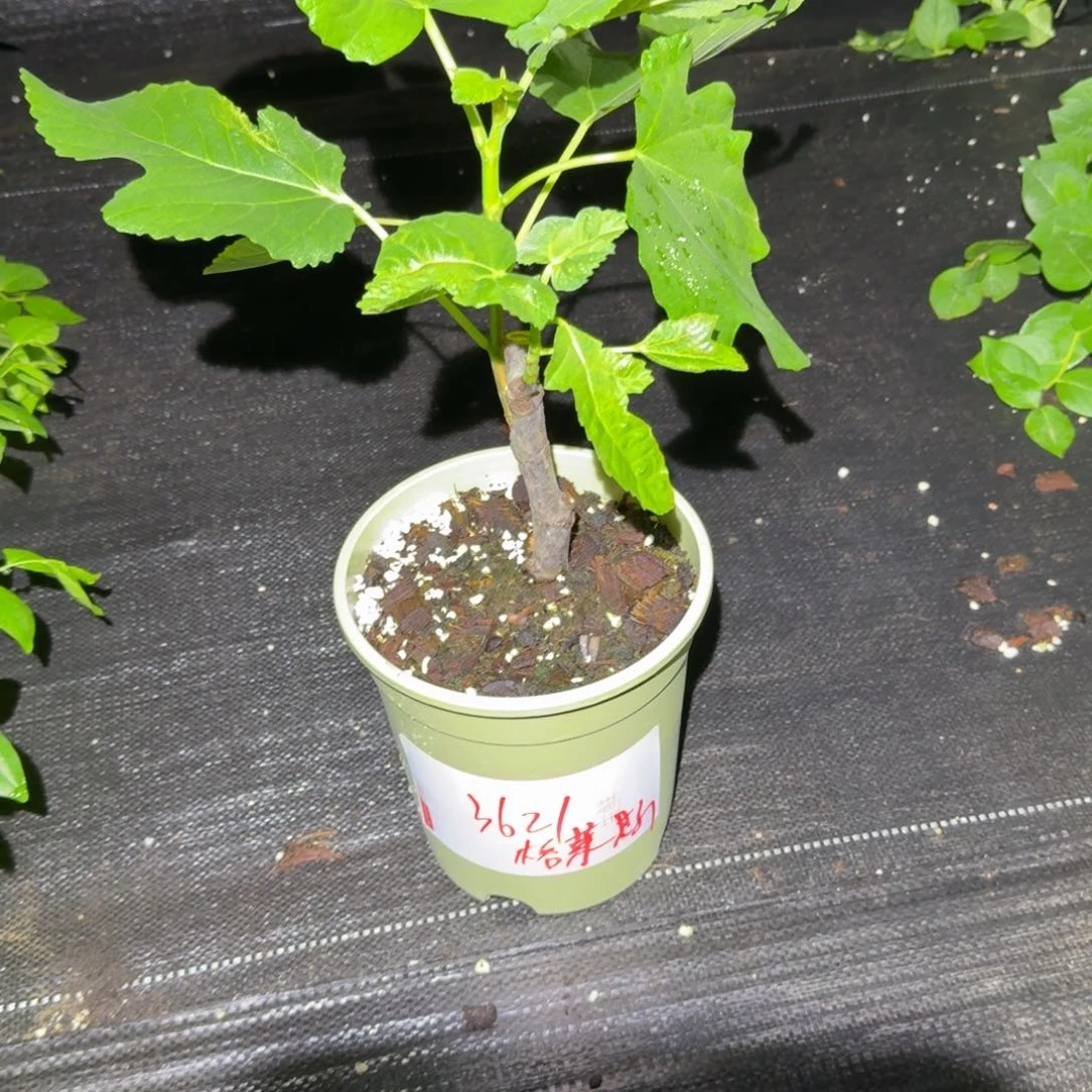 小***咯加仑盆栽格莱斯一物一拍