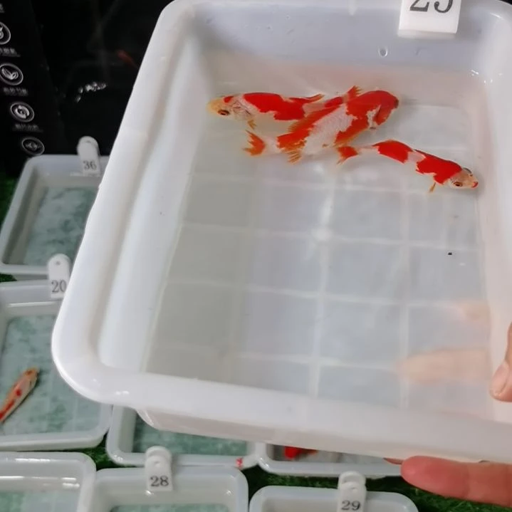 海水?*…福利专场
