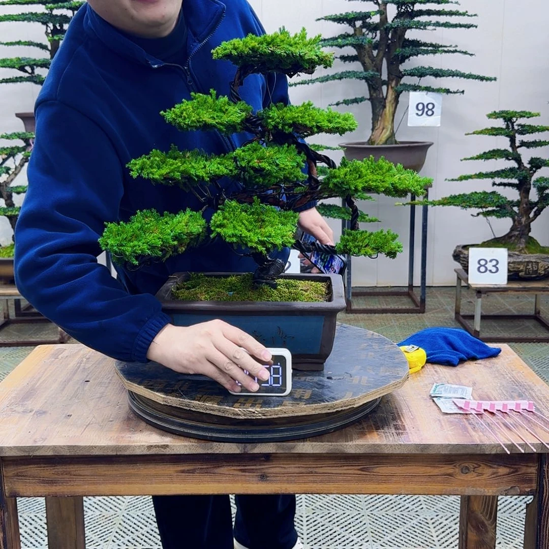 无花朵柏树造型盆景