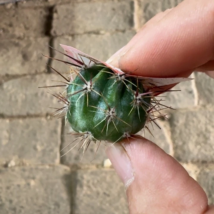 213丽花白花绿喉歪2公分左右无根侧牙，20包邮