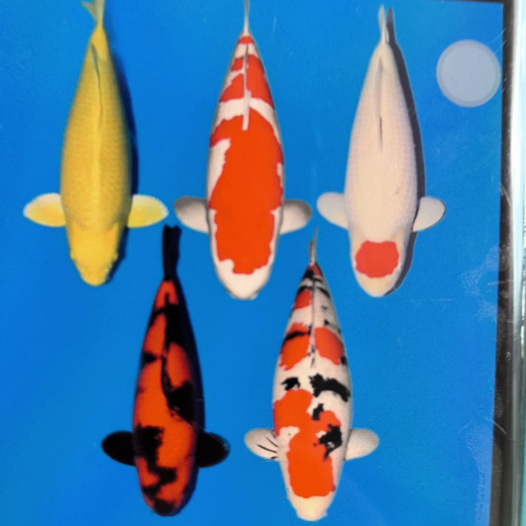 锦鲤观赏鱼冷水鱼好养耐活多种花色可选