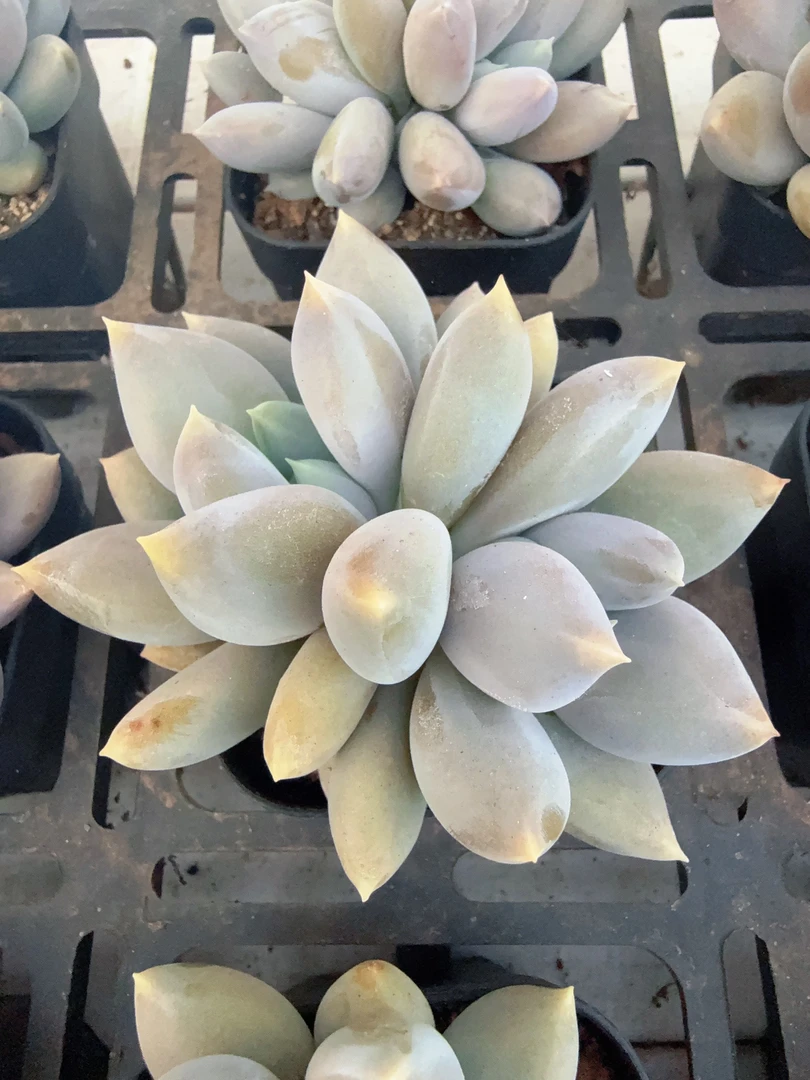 70#2-3头哥特萝莉（4-7cm）带盆土