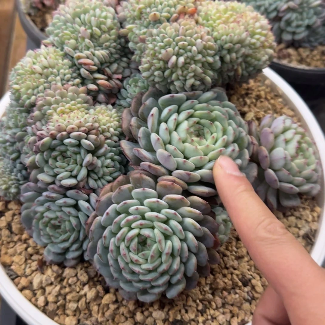 多肉植物一物一拍