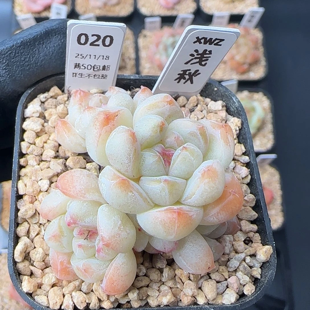 020  浅秋    5厘米盆