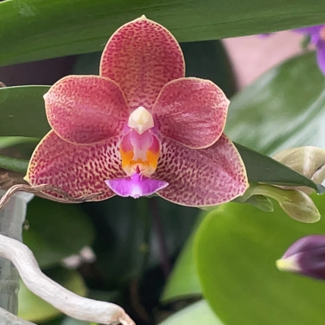 完全开放2.5叶瑕爪哇