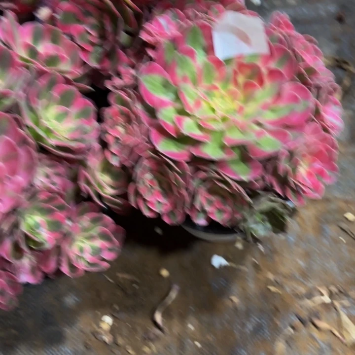 云南水蜜桃好看63号