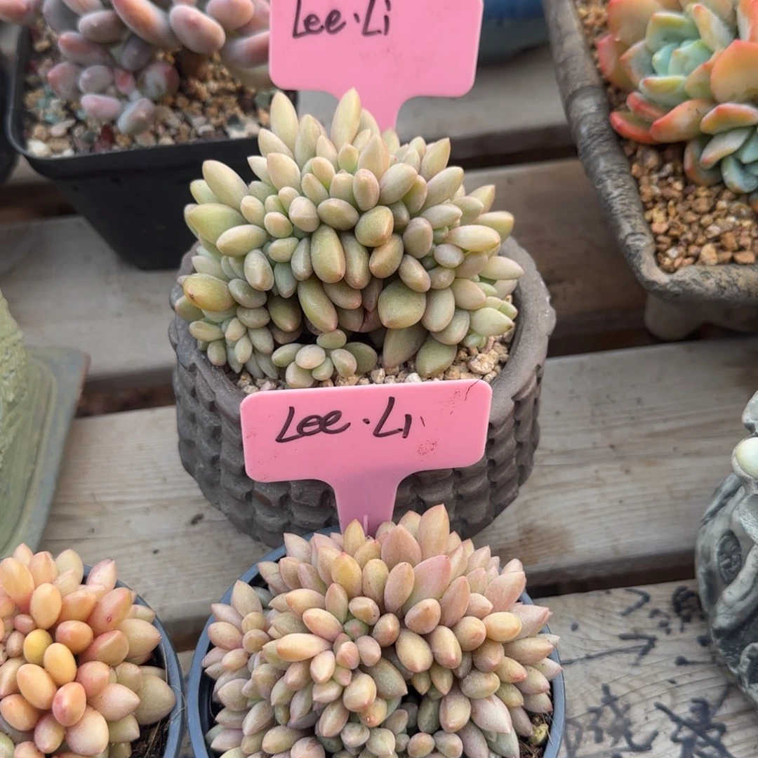 桃花源老桩五十包邮