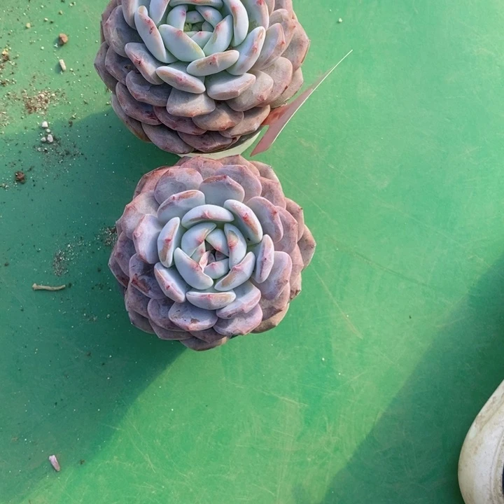 丫***啦309号星影两颗11111