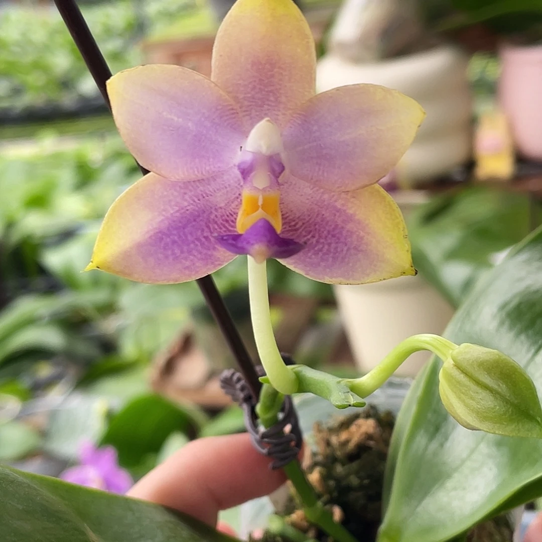 完全开放141叶瑕花期不保