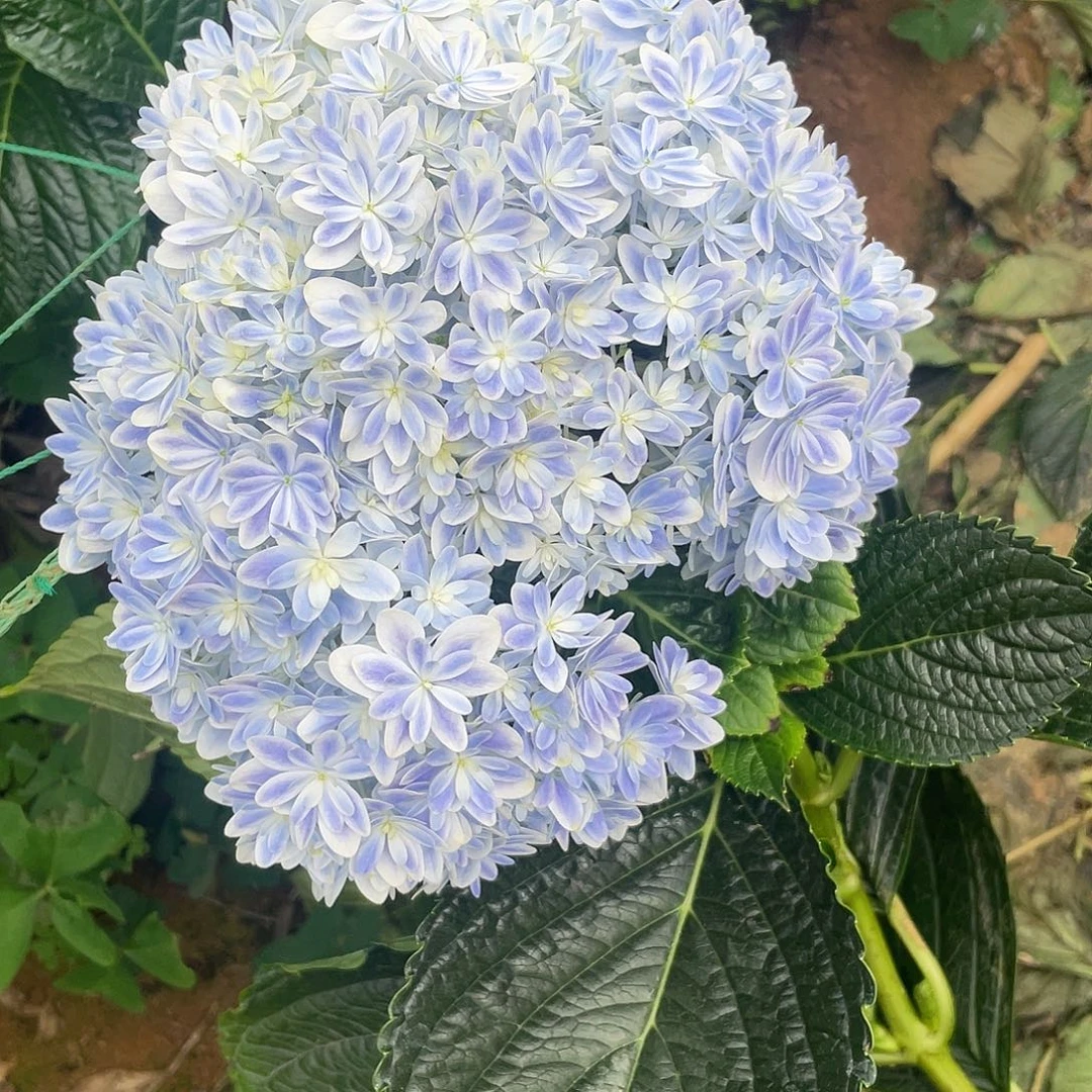 绣球切花一物一拍3枝起包邮,111