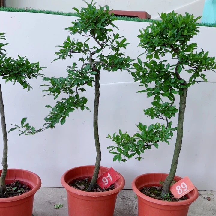 无花朵王*淋金弹子盆景树