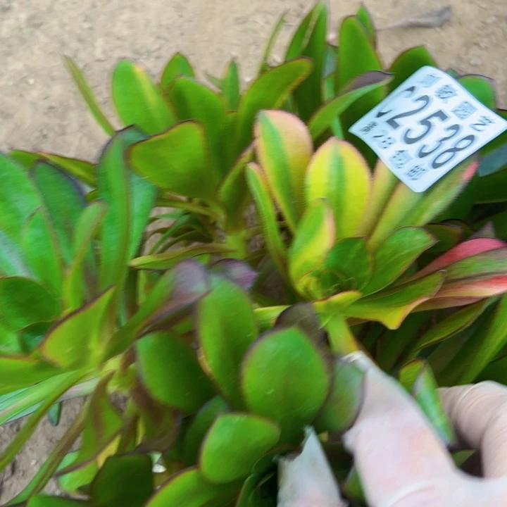 2538无毒7彩多肉植物法师