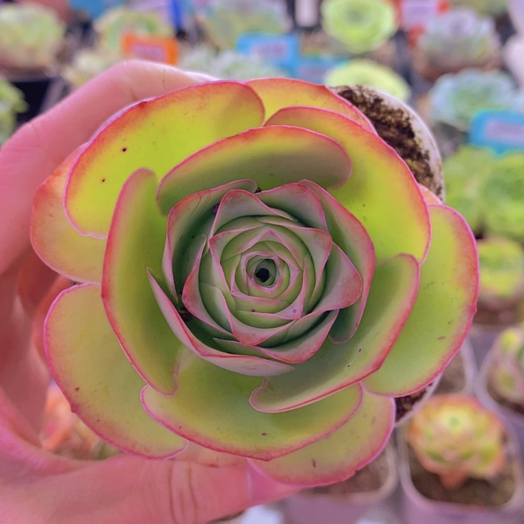 山地玫瑰一物一拍e54-368