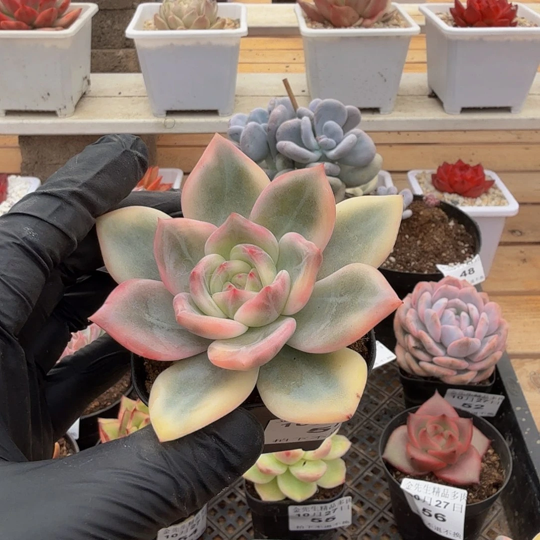 1027-58伊丽莎白锦单头