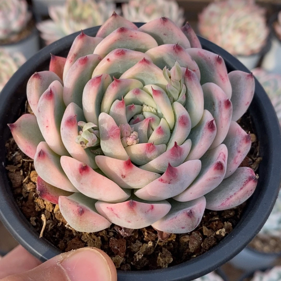 吉娃娃锦多肉植物1