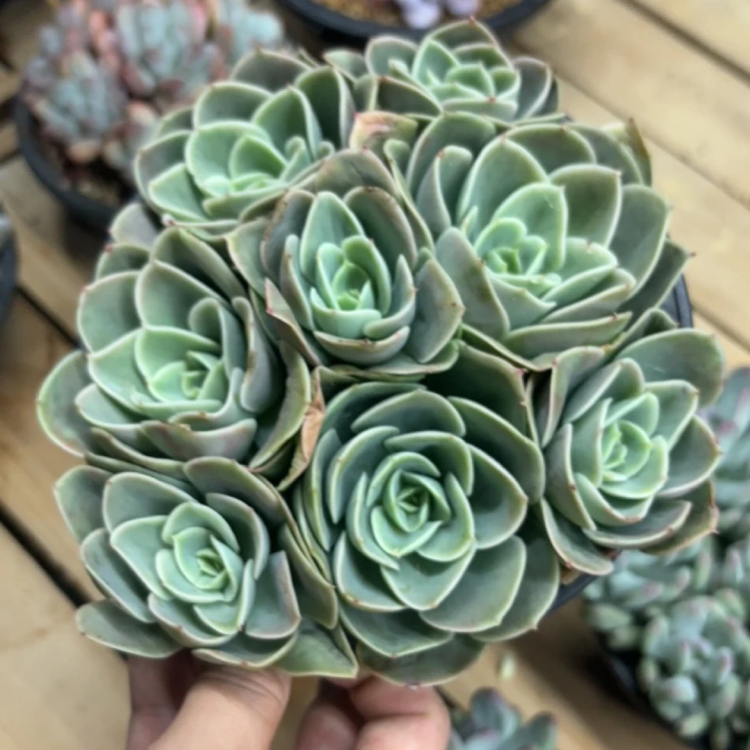 范儿的多肉福利价，发货