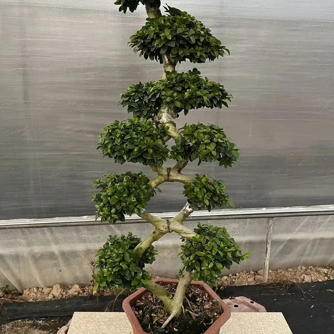 大8型三圈造型小叶金钱榕树盆景四季常绿室内外好养